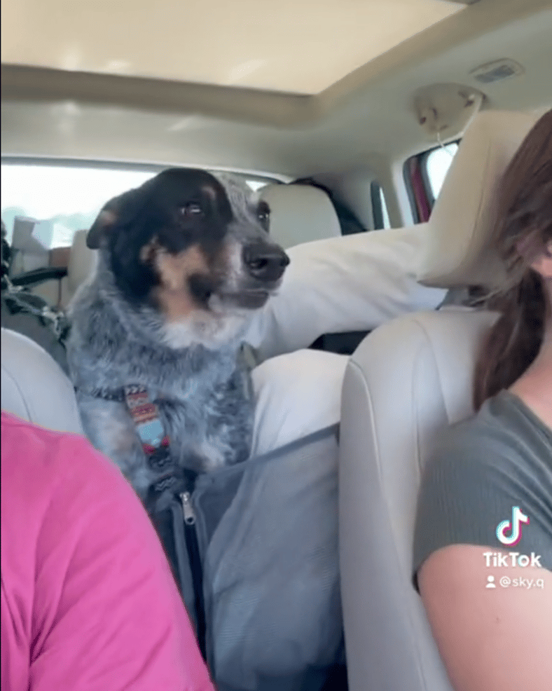 Dog Loses His Mind Over Surprise Grandparent Visit